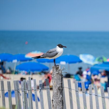 A,Seagull,Watches,Over,The,Crowds,At,The,Rehoboth,Beach